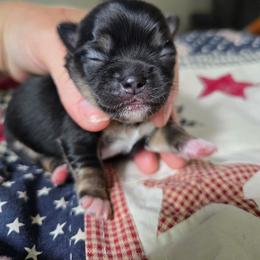 Lucky - Black and tan male Chihuahua puppy in Xenia, Ohio from Moose Creek Chihuahua's