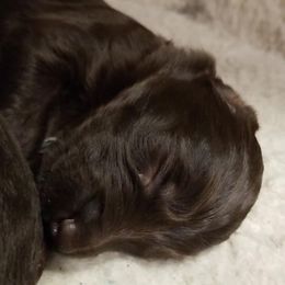 Aussiedoodle Puppies from Silver Creek Aussiedoodles