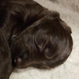 Aussiedoodle Puppies from Silver Creek Aussiedoodles