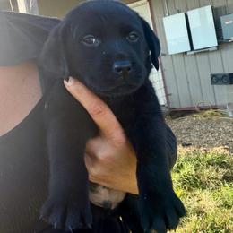 Hickory (Lime Green Collar) - Black male Dilute Retriever puppy in Baldwin City, Kansas from Hedge Lane Labradors