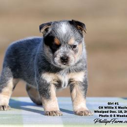 Mazie Girl 1 - Blue speckled female Australian Cattle Dog puppy in Point, Texas from Lakylu Kennels