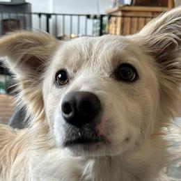 Border Collies from Broad Meadow Borders