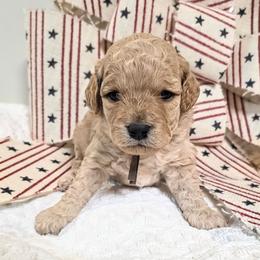 Beaufort - Apricot male Cavapoo puppy in Gunnison, Utah from Curls and Camo Pups