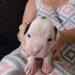 Boy 4 - white - White male Boxer puppy in Morriston, Florida from Like The Wind Boxers