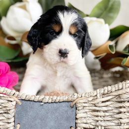 English Springer Spaniel Puppies from Cedarhaven Springer Spaniels