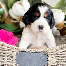 English Springer Spaniel Puppies from Cedarhaven Springer Spaniels