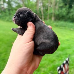 Sariba - Brindle female French Bulldog puppy in Washington, Pennsylvania from Crooked Pine French Bulldogs