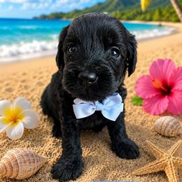 Nalo - male Cavapoochon puppy in Bullard, Texas from Cavapoochon Central LLC