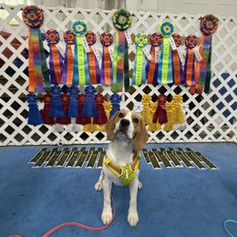 Beagle All Grown Up from Knappogue Beagles