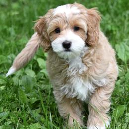 Purple girl - Red female Bernedoodle puppy in Waukesha, Wisconsin from Bernedoodle Boutique (and Cavapoos)