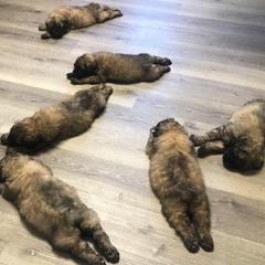 Bouvier des Flandres Puppies from Seasons of Joy Farm and Ranch