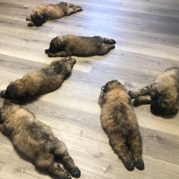 Bouvier des Flandres Puppies from Seasons of Joy Farm and Ranch