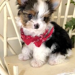 Biewer Terrier and Yorkshire Terrier Puppies from Wisteria Yorkies
