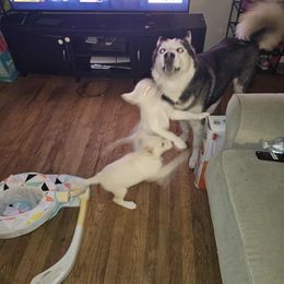 Siberian Husky Puppies from Jackson's Siberians