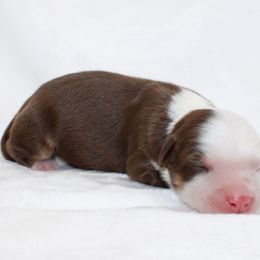 Nola - Red tri female Miniature Australian Shepherd puppy in Foxworth, Mississippi from Ten Mile Aussies