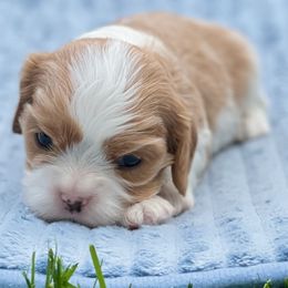 Peanut - Blenheim male Cavalier King Charles Spaniel puppy in Blanding, Utah from Blue House Cavaliers