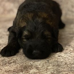 German Shepherd Puppies from Eisenkraft K9’s