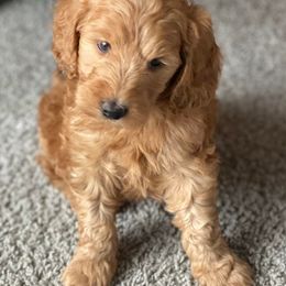 Goldendoodles from Doodles and Co