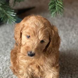 Goldendoodles from Doodles and Co