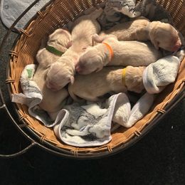 Golden Retriever Puppies from Tupelo Honey Farm's Golden Retrievers