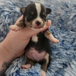 Alvin - Black and tan male Chihuahua puppy in Ashtabula, Ohio from Paw's & Awe's Chihuahuas