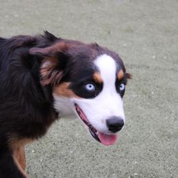 Chilli - Black tri-color female Australian Shepherd puppy in Sonoita, Arizona from Gardner Canyon Kennels