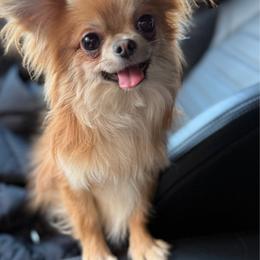 Wasabi - Chihuahua