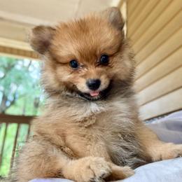 Astro - Red sable male Pomeranian puppy in Atlanta, Georgia from Merle Paws Pomeranians