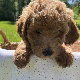 Poodle Puppies from Blessed Acres Miniature Poodles
