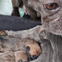 French Bulldogs from 816frenchies