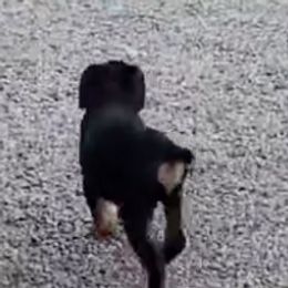 Rottweilers from Rotten Rottie Ranch