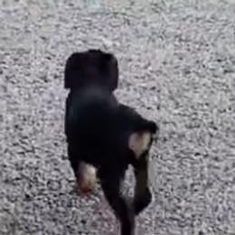 Rottweilers from Rotten Rottie Ranch