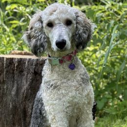 Poodles from River Park Poodles
