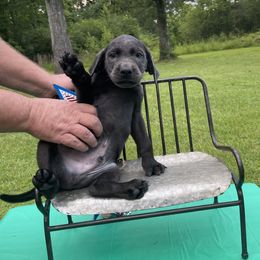 Dilute Retriever and Labrador Retriever Puppies from Cooper Charcoal Labs