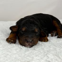 Espresso - Phantom male Bernedoodle puppy in Fleming, Colorado from Vandenbark Doodles