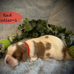 Cavalier King Charles Spaniel puppies from My Little Pups