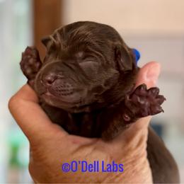 Balto - Chocolate male Labrador Retriever puppy in Sullivan, Missouri from O’Dell Labs