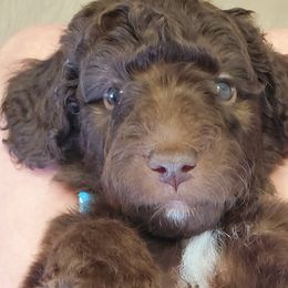 Boy 5 - Labradoodle puppy in Statesville, North Carolina from Labradoodles of the Foothills