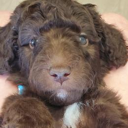 Boy 5 - Labradoodle puppy in Statesville, North Carolina from Labradoodles of the Foothills