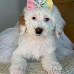 K-Parti Girl - Parti female Goldendoodle puppy in Lewisville, Texas from Texas Goldendoodle Lovers