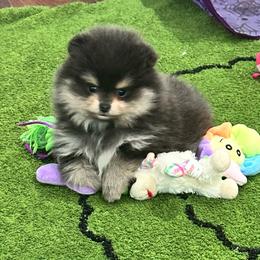 Stella - Blue and tan female Pomeranian puppy in Lyons, Georgia from Its a Poms Life Kennel