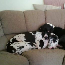 Great Dane All Grown Up from Fancy Danes
