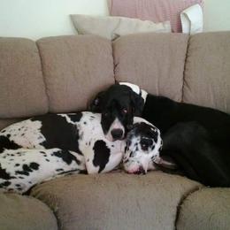 Great Dane All Grown Up from Fancy Danes