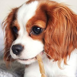 Cavapoo Puppies from Wee-1 Cavapoos