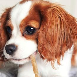 Cavapoo Puppies from Wee-1 Cavapoos