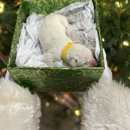 Frosty - White male Boxer puppy in Waycross, Georgia from David's Boxers