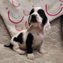 Valentine - Black and white female Basset Hound puppy in Newton Grove, North Carolina from MGA Basset Hound