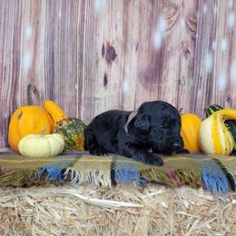 Ember - Black female Goldendoodle puppy in Grabill, Indiana from Rose's Doodles