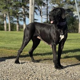Levendi - Black female Great Dane puppy in Alton, Illinois from Show Me Great Danes and Basset Hounds