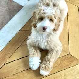 Australian Labradoodle Puppies from Ohio Valley Labradoodles